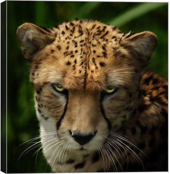Cheetah ~ Acinonyx Jubatus Canvas Print by Sandi-Cockayne ADPS