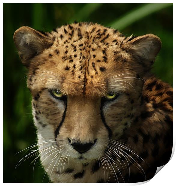 Cheetah ~ Acinonyx Jubatus Print by Sandi-Cockayne ADPS