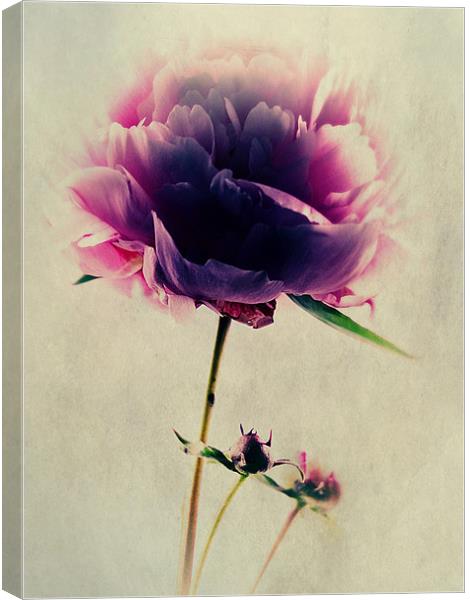 Pink Peony Canvas Print by Aj’s Images