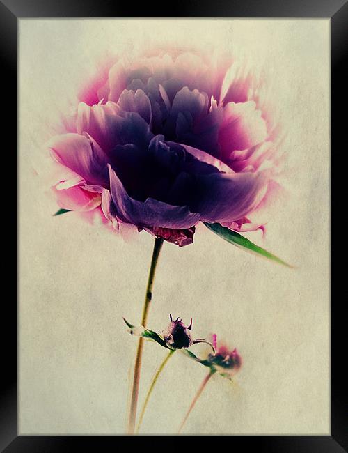Pink Peony Framed Print by Aj’s Images