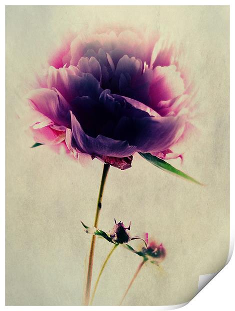Pink Peony Print by Aj’s Images