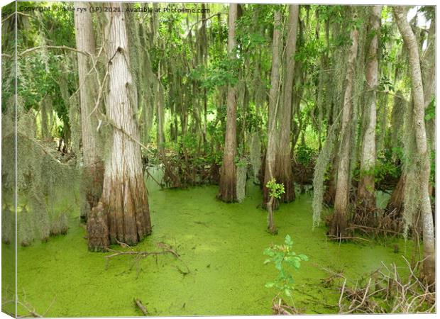 swamp land Canvas Print by dale rys (LP)