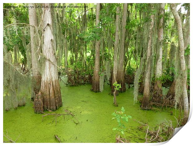 swamp land Print by dale rys (LP)
