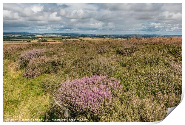 Barningham Moor Heather (2) Print by Richard Laidler