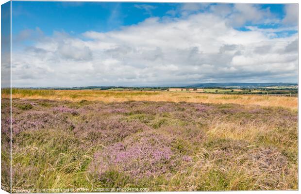 Barningham Moor Heather (1) Canvas Print by Richard Laidler