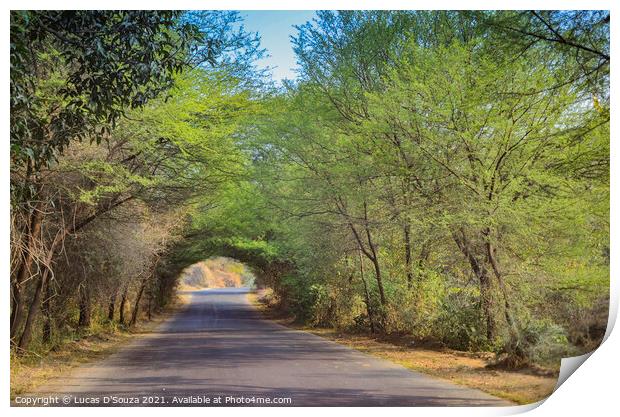 A village road with beautiful tree canopy  Print by Lucas D'Souza