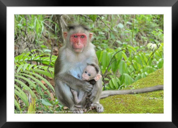 Monkey protecting its baby Framed Mounted Print by Lucas D'Souza