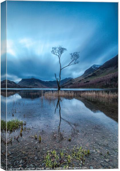 lone tree Canvas Print by stephen cooper