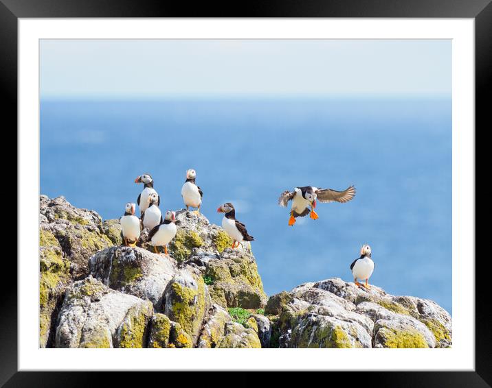 Majestic Isle of May Puffins Framed Mounted Print by Tommy Dickson