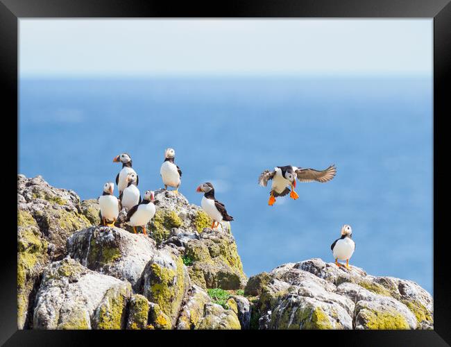 Majestic Isle of May Puffins Framed Print by Tommy Dickson
