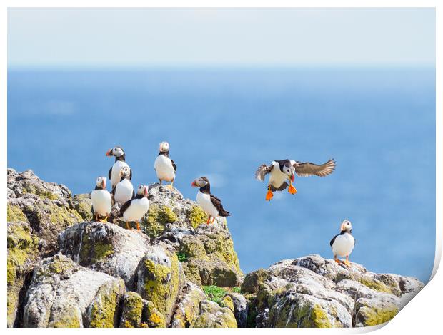 Majestic Isle of May Puffins Print by Tommy Dickson