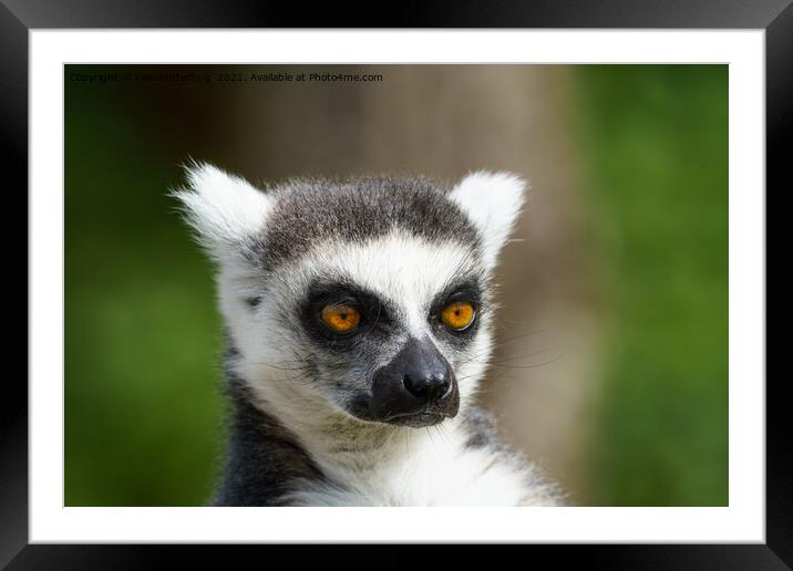 Close-Up Lemur Framed Mounted Print by rawshutterbug 