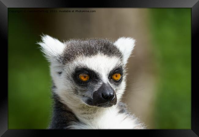Close-Up Lemur Framed Print by rawshutterbug 