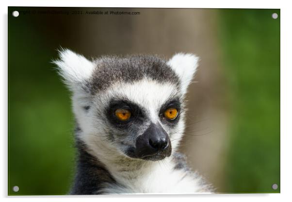 Close-Up Lemur Acrylic by rawshutterbug 