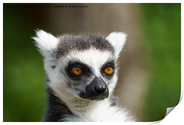 Close-Up Lemur Print by rawshutterbug 