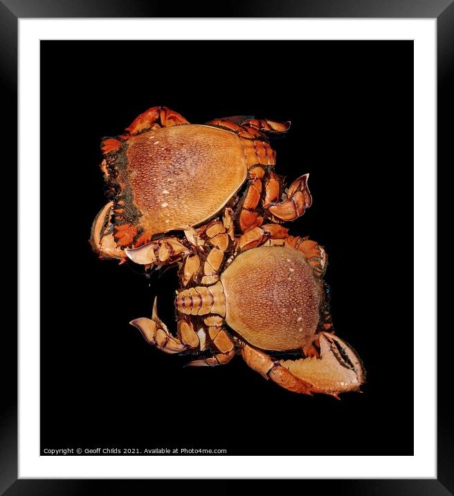 Seafood serving of Spanner or Red Frog Crab. Framed Mounted Print by Geoff Childs