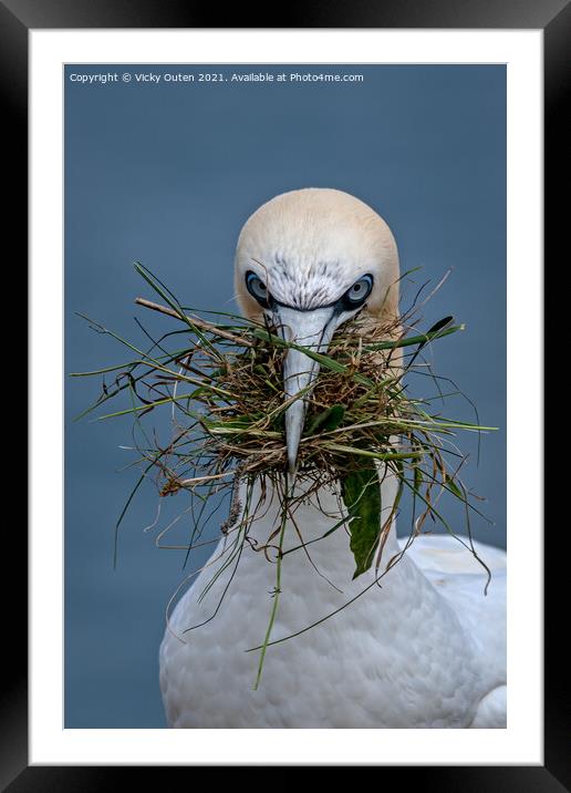Gannet close up with nesting material  Framed Mounted Print by Vicky Outen