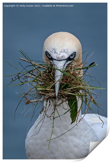Gannet close up with nesting material  Print by Vicky Outen
