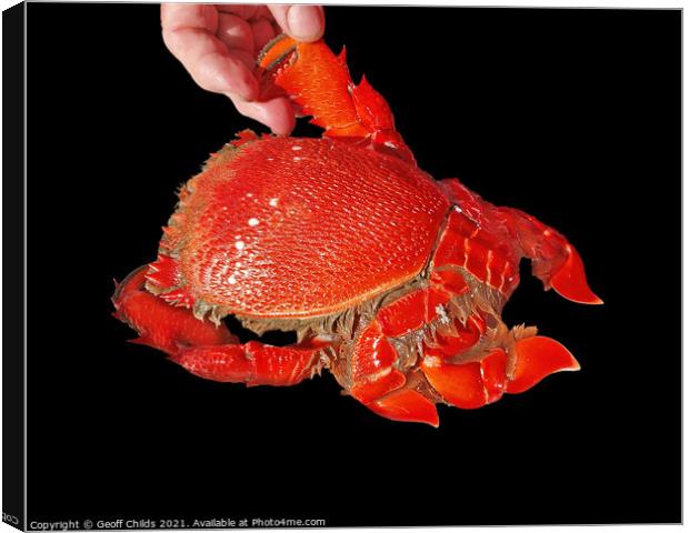 Cooked Spanner or Red Frog Crab. Isolated on Black Canvas Print by Geoff Childs