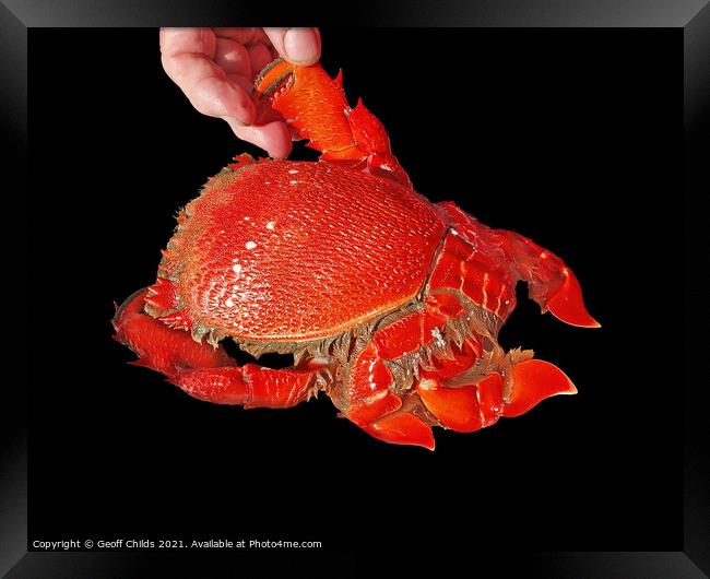 Cooked Spanner or Red Frog Crab. Isolated on Black Framed Print by Geoff Childs