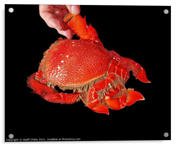 Cooked Spanner or Red Frog Crab. Isolated on Black Acrylic by Geoff Childs