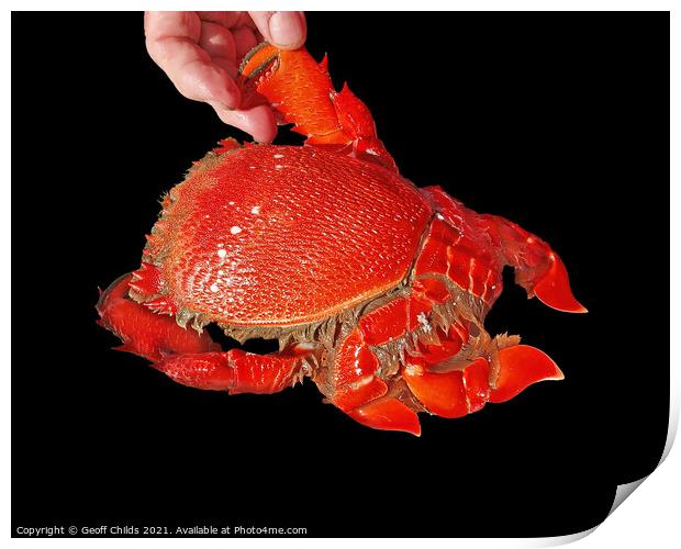 Cooked Spanner or Red Frog Crab. Isolated on Black Print by Geoff Childs