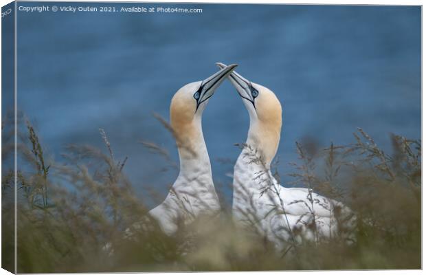 A pair of courting gannets Canvas Print by Vicky Outen