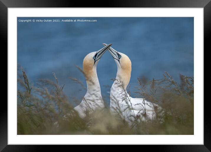 A pair of courting gannets Framed Mounted Print by Vicky Outen