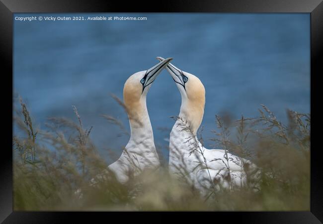 A pair of courting gannets Framed Print by Vicky Outen