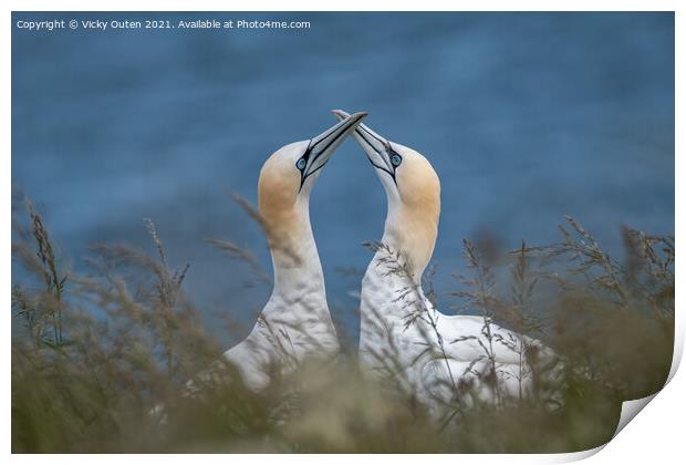 A pair of courting gannets Print by Vicky Outen