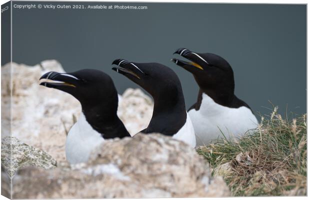 A trio of razorbills on the cliff top Canvas Print by Vicky Outen