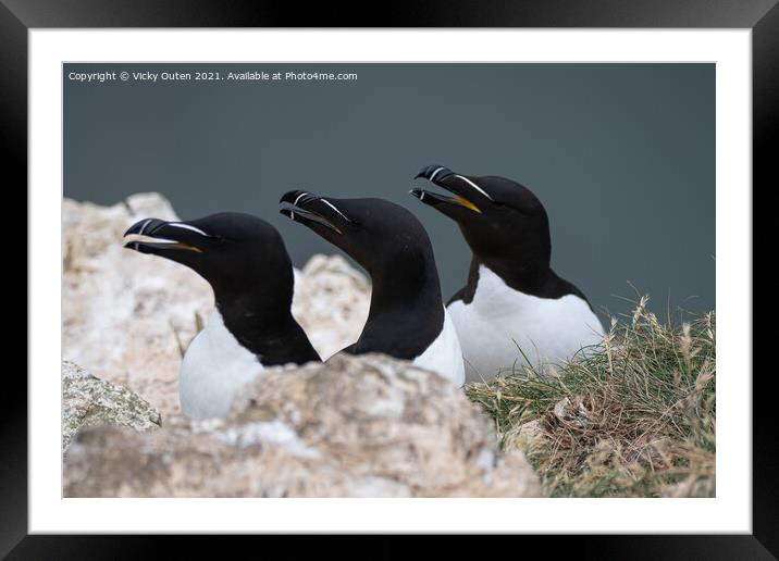 A trio of razorbills on the cliff top Framed Mounted Print by Vicky Outen