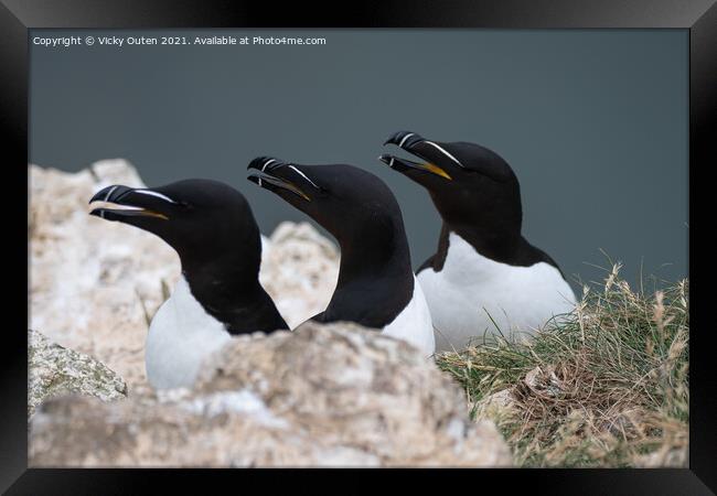 A trio of razorbills on the cliff top Framed Print by Vicky Outen