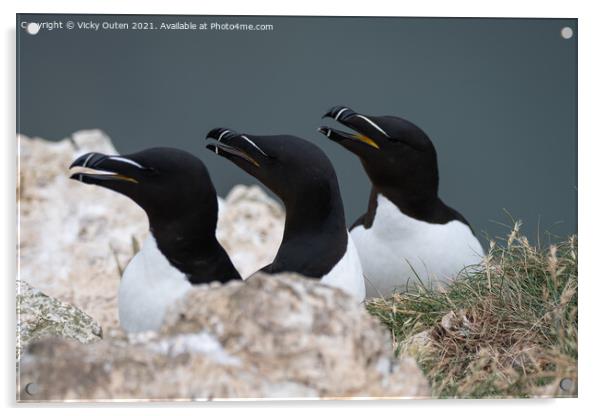A trio of razorbills on the cliff top Acrylic by Vicky Outen