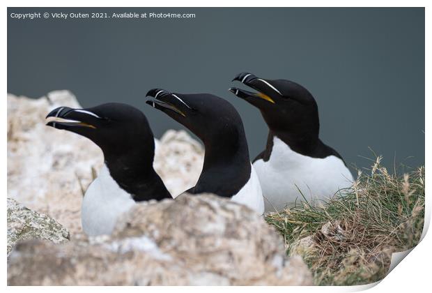 A trio of razorbills on the cliff top Print by Vicky Outen