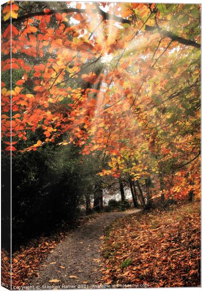 Autumn Pathway Canvas Print by Stephen Hamer