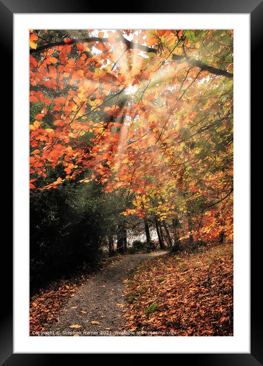 Autumn Pathway Framed Mounted Print by Stephen Hamer