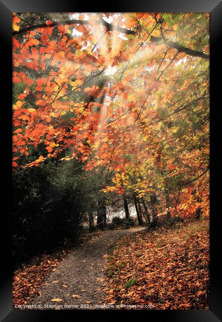 Autumn Pathway Framed Print by Stephen Hamer