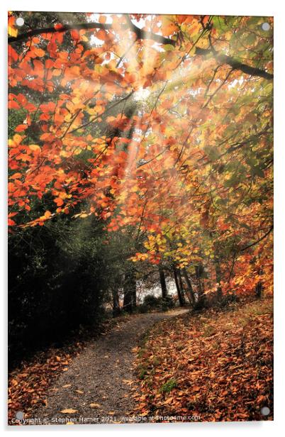 Autumn Pathway Acrylic by Stephen Hamer
