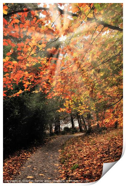 Autumn Pathway Print by Stephen Hamer