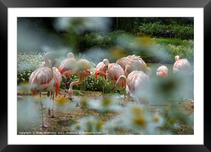 Flamingo's at Banham Framed Mounted Print by Philip Skourides