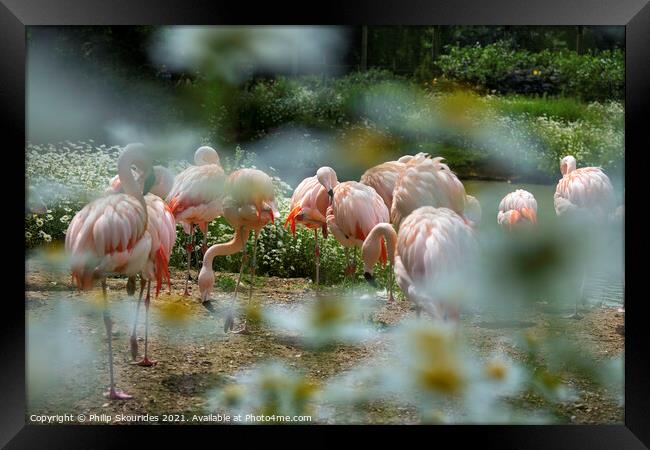 Flamingo's at Banham Framed Print by Philip Skourides