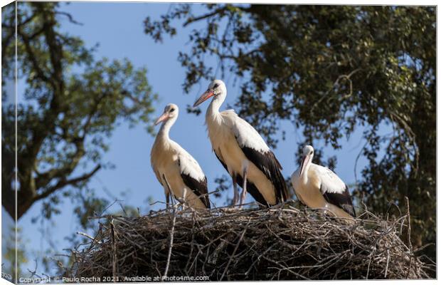 White storks on the nest Canvas Print by Paulo Rocha