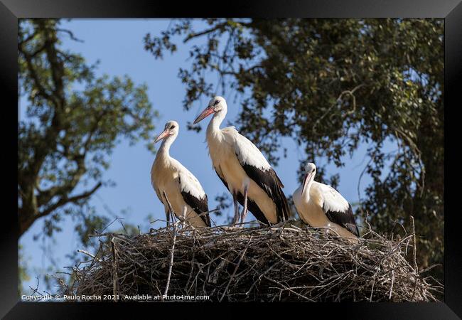 White storks on the nest Framed Print by Paulo Rocha