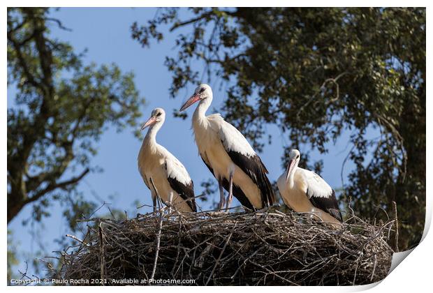 White storks on the nest Print by Paulo Rocha