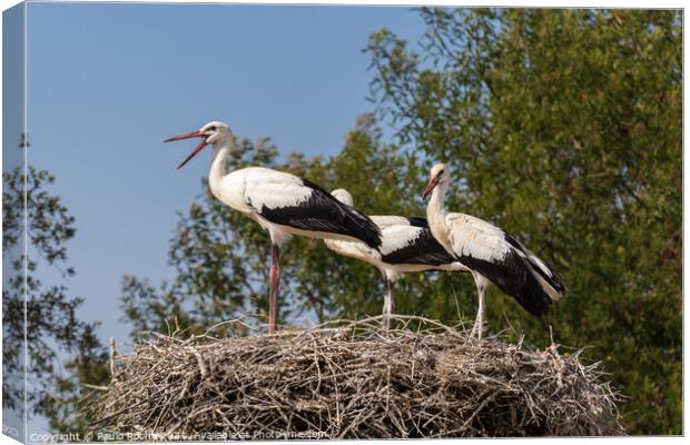 White storks on the nest Canvas Print by Paulo Rocha