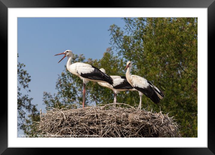 White storks on the nest Framed Mounted Print by Paulo Rocha
