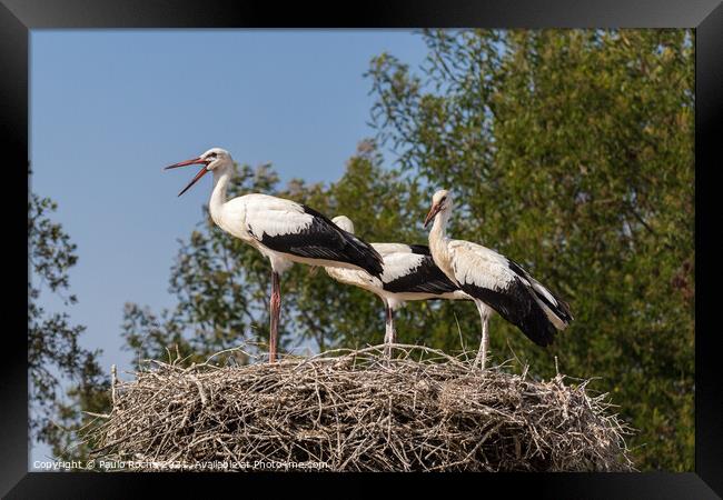 White storks on the nest Framed Print by Paulo Rocha