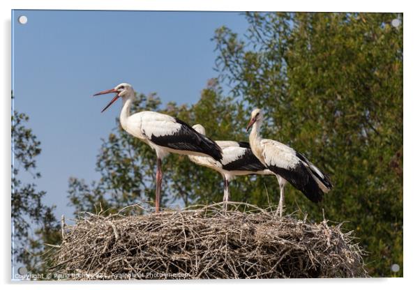 White storks on the nest Acrylic by Paulo Rocha