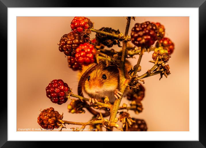 Harvest Mice wrapped round fresh fruit  Framed Mounted Print by Holly Burgess
